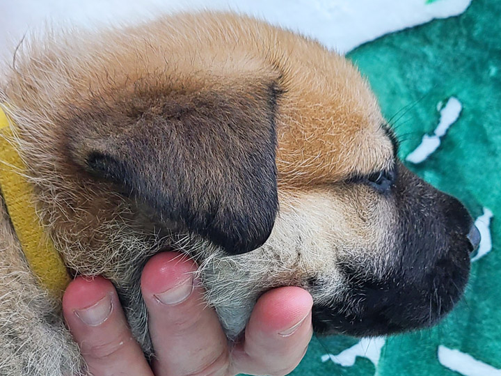 chinook puppy